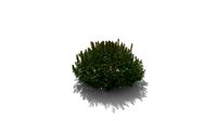 Realistic HD Yellow bush lupine (9/25)