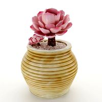 Sacculent cactus - indoor plant