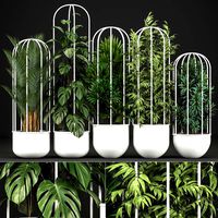 collection of exotic plants