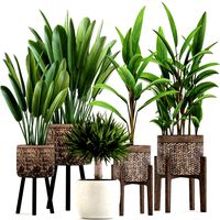 collection of exotic plants