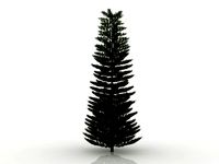 island pine