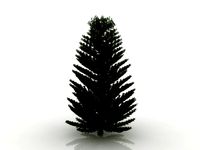 island pine