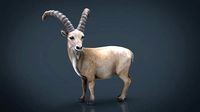 wild goat