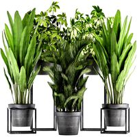 collection of exotic plants