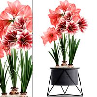 hippeastrum in a flower pot 4