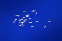 Fusiliers School Fish