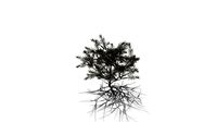 Realistic HD Bottlebrush rigidus (12/20)