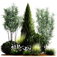 Trees And Bushes For The Garden Spruce Thuja 1190