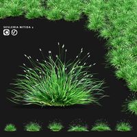 Sesleria shiny Sesleria nitida 2 (345624)