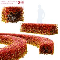 Hedge Spiraea betulifolia autumn (345630)