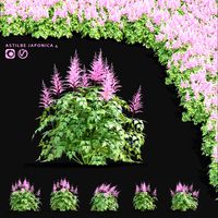 Astilbe japonica 4 (345622)