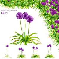 Decorative onion  Allium hollandicum (345620)