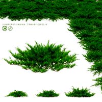 Juniper Cossack Bush | Juniperus Sabina Tamariscifolia (345653)