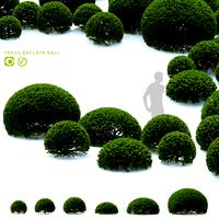 Yew berry balls | Taxus baccata ball (345651)