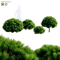Mountain pine | Pinus mugo 2 (345638)