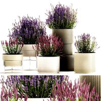 Set of flower bushes of lavender and Salvia in pots 1193