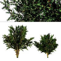Hawthorn fruit tree (345736)