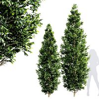 Carpinus Betulus tree (346280)