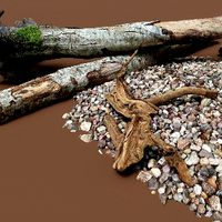 River shore wood