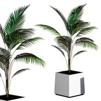 Plant Areca palm tree  (346402)