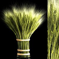 Decorative bouquet of green spikelets of wheat 286