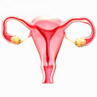 Female Reproductive System