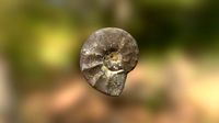 Ceratites nodosus