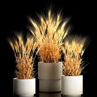 Set of dry ears of wheat in a pot 1203