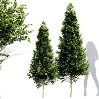 Carpinus Betulus Bush Top Cut tree (346973)