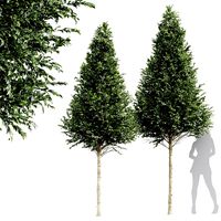 Carpinus Betulus Bush Top Cut tree (346972)