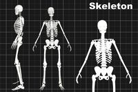 Skeleton 3D Humanoid rig