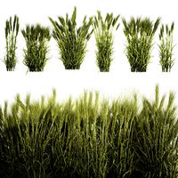 Plants from six bushes of green ears of wheat for landscaping