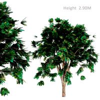 Izzatulloh Tree 02 (347017)