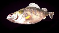 Perch