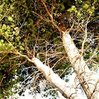 Realistic Norwegian Pine Trees.