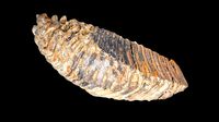 Mammoth molar