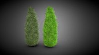 Cypress Pine tree