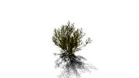 Realistic HD Rosemary willow (84/99)