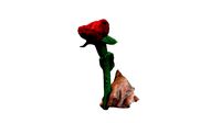 Holding Fabric Rose
