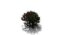 Realistic HD Dwarf bottlebrush (5/10)