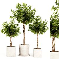 Ficus Benjamina Florist Set 1 (347870)
