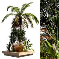 Island plants collection (347197)