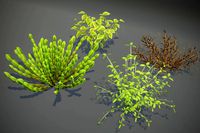 Cartoon Savanna Bushes and Shrubs 3D Model
