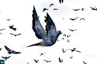Bird Flock Pigeon 2023