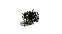 Realistic HD Bottlebrush laevis (12/20)