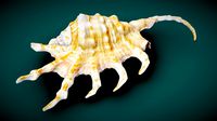 Tail Shell