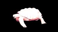 Greek Turtle Base Mesh 3D Model