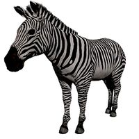 Zebra