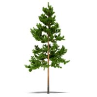 Pine 3D Model