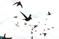 Bird Flock 2023